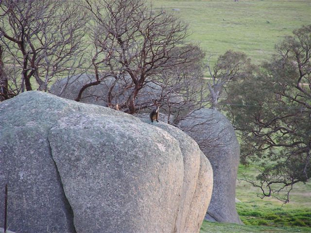 Brush-tailed Rock-wallaby